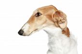 stock photo of dog  - Russian Borzoi  - JPG 