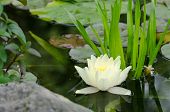 picture of dust wrapper  - This is a beautiful water lily background - JPG 