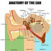image of anatomy  - Anatomy of the human ear  - JPG 