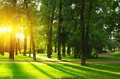 stock photo of sunset  - Sunset in park with trees and green grass - JPG 