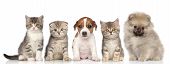 picture of group  - Group of kittens and puppies posing on a white background - JPG 