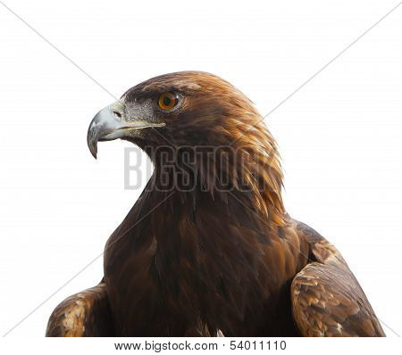 Picture or Photo of Head of golden eagle bird isolated on white background
