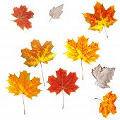 foto of over white  - set of autumn leaf isolated on white background - JPG 