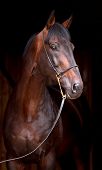 image of horse  - Portrait of dark bay horse - JPG 