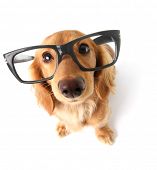 stock photo of animals  - Funny little dachshund wearing glasses distorted by wide angle closeup - JPG 