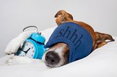 stock photo of animals  - Dog sleeping with alarm clock and sleeping mask - JPG 