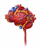 foto of organ  - Human heart intelligence and research with a cardiovascular pumping organ in the shape of a brain as a medical and mental health care symbol for active neurons in the body - JPG 
