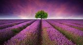 pic of contrast  - Beautiful image of lavender field Summer sunset landscape with single tree on horizon contrasting colors - JPG 