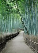 picture of cultures  - Famous bamboo grove at Arashiyama Kyoto  - JPG 