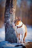 picture of dog  - English bull terrier - JPG 