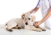 pic of animals  - Young female veterinary taking care of a beautiful labrador dog - JPG 