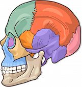 picture of anatomy  - Medical Vector Illustration of Human Skull Bones Graphic Diagram - JPG 