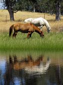 picture of horse  - Grazing ranch horses reflected in Summer pond - JPG 