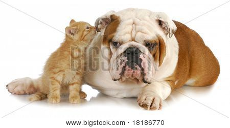 Picture or Photo of Cat and dog - cute kitten whispering into english bulldogs ear on white background