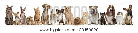 Picture or Photo of Group of cats and dogs in front of white background