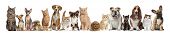 foto of mouse  - Group of cats and dogs in front of white background - JPG 