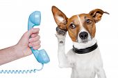 picture of animals  - dog on the phone male hand listening carefully - JPG 
