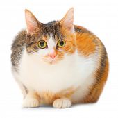 stock photo of animals  - Fatty spotted cat on a white background - JPG 