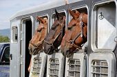 picture of horse  - Three horses in a trailer with their heads sticking out of the windows - JPG 