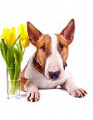 image of english  - English bull terrier - JPG 