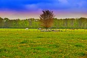 stock photo of horse  - Cows and Horses Grazing in the Floodplain Netherlands Sunrise - JPG 