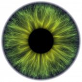 stock photo of iris  - dark green iris texture - JPG 