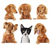 stock photo of dog  - Funny kitten surrounded by dogs - JPG 