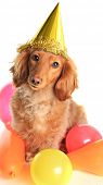 pic of dog  - Birthday dachshund dog wearing a party hat - JPG 
