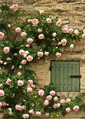 stock photo of france  - Roses climb a stone wall and surround a green window in Provence - JPG 