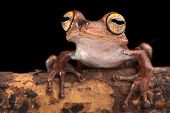 foto of animals  - tropical tree frog with big eyes on branch in Amazon rain forest - JPG 