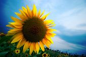 image of blue sky  - bright yellow sunflower - JPG 