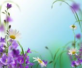 picture of blue  - blue campanulas with daisywheel on white and blue background - JPG 