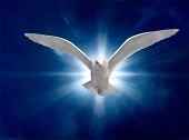 image of religion  - Holy Spirit Bird on Royal Blue Starburst Background - JPG 