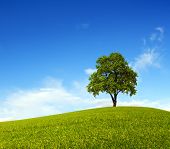picture of blue sky  - Single tree on hill and blue sky - JPG 