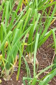 picture of bermuda  - Bermuda onions growing in the home garden or farm - JPG 