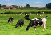 stock photo of animals  - Dairy cows grazing in the meadow with farm house buildings in background - JPG 