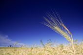 pic of blue sky  - Wheat field against blue sky - JPG 