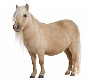 stock photo of equus caballus  - Palomino Shetland pony Equus caballus 3 years old standing in front of white background - JPG 