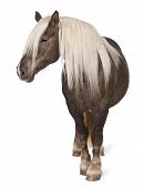 picture of equus caballus  - Comtois horse a draft horse Equus caballus 10 years old standing in front of white background - JPG 