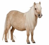 stock photo of equus caballus  - Palomino Shetland pony Equus caballus 3 years old standing in front of white background - JPG 