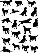 foto of dog  - vector silhouettes of Labrador dog in various poses - JPG 