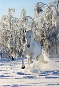 picture of horse  - white horse in a winter running in snow - JPG 