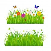 image of nature  - Green Grass With Flowers And Insects - JPG 