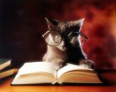 stock photo of reading  - gray cat with glasses reading a book - JPG 