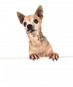 foto of pals  - a goofy chihuahua holding a sign - JPG 