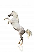 pic of horse  - arabian horse isolated on a white rearing up - JPG 