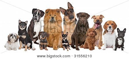Picture or Photo of Group of twelve dogs sitting in front of a white background