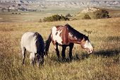 pic of horse  - Wild Horses in Theodore Roosevelt National Park North Dakota - JPG 