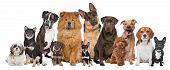foto of dog  - Group of twelve dogs sitting in front of a white background - JPG 