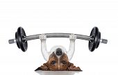 picture of fitness  - fitness dog lifting a heavy big dumbbell - JPG 